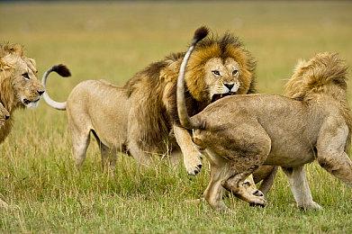 《符文工厂５》开发者前川司郎访谈公布！