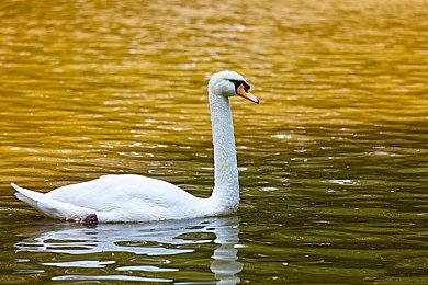 《堡垒之夜》联动《星际牛仔》 斯派克与菲参战